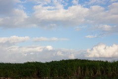 朝のサトウキビ畑