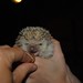 Hedgehog-Lucy snackn'