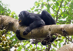 Chimpanzee 2/3 Kanyiyo Pabidi Sanctuary, Uganda
