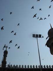 birds near the mosque