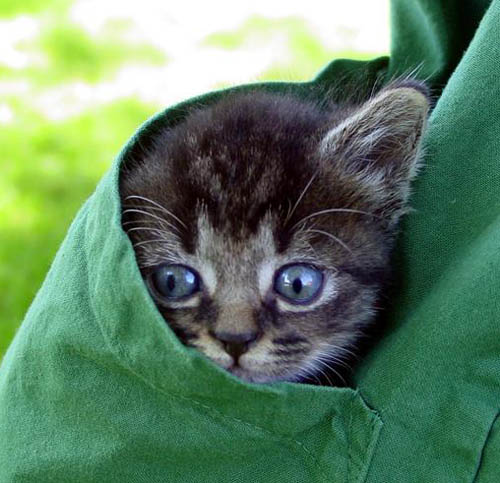 Cute Kitten In Pocket