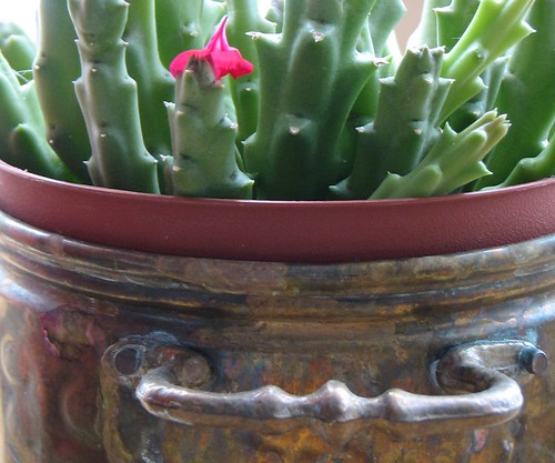 red petal and brass pot