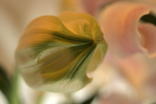 Lilies ©  aplart