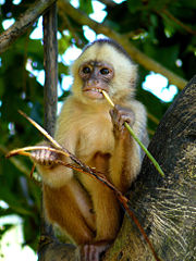 The white-fronted capuchin