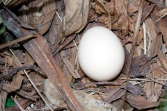 In the nest... ( the first egg )