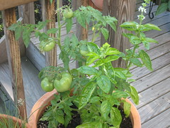 patio tomato