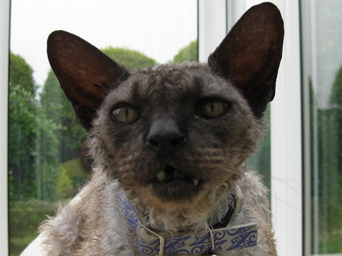 ugly cat pictures. If Carlsberg made ugly cats.