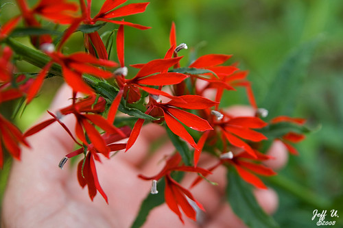 Lobelia cardinalis Flowers