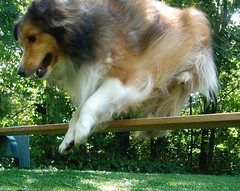 Toonie loves to jump