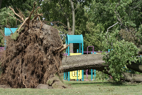 uprooted tree in McKinley park