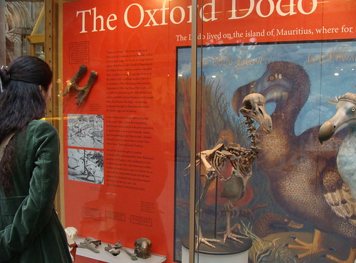 The Oxford Dodo.