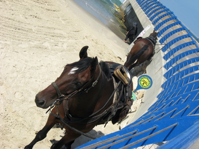 2-10-2008-horses@beach3
