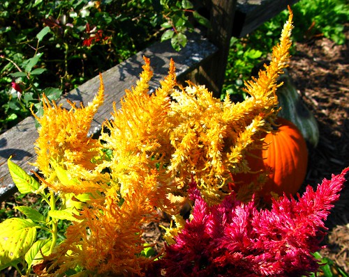 Colorful Fall Planting by Don3rdSE
