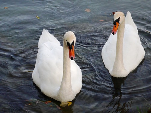 Swans on the River Aare