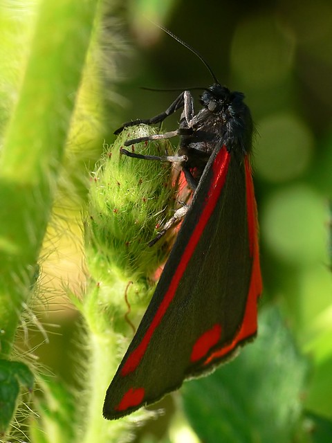 Cinnabar Moth (Tyria jacobaeae) by Walwyn