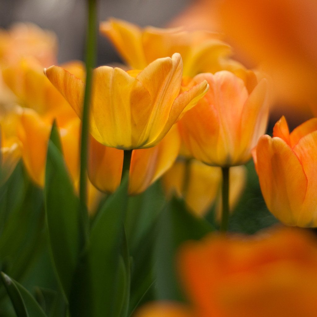yellow-orange tulips