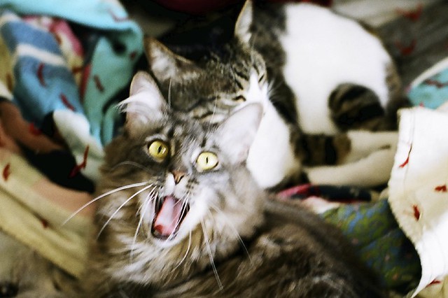 mochi yawn