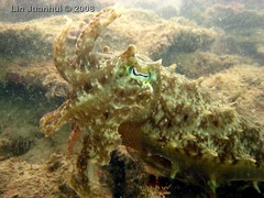 IMG_4161 cuttlefish
