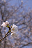 桜, 熊本城