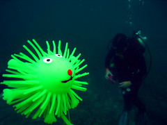 Mr SeaLion observing a diver