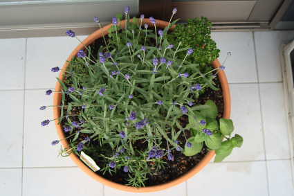 top view of the herbs.