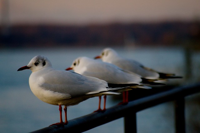 Photo 'Waiting For Dusk In Line' (by Pascal Hertleif)