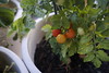 Cherry Tomatoes: 7/10/08