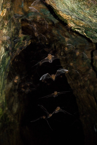 20080722_107 摺翅蝠飛行 Flight of Formosan yellow-troated bat