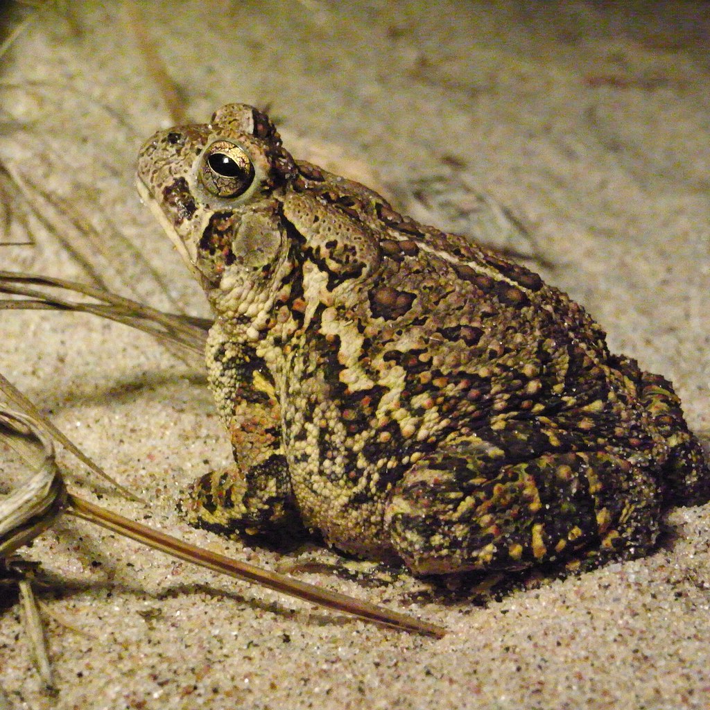 Night Toad of Pine Walk