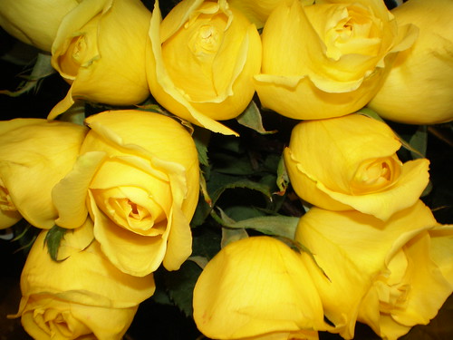 yellow roses pictures. Yellow Roses