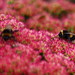 Kelvingrove Park Bee 05
