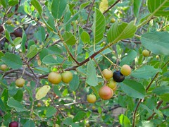 sierra coffeeberry - rhamnus rubra