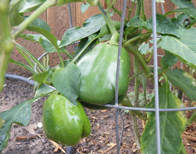 Bell Pepper Growing Pictures