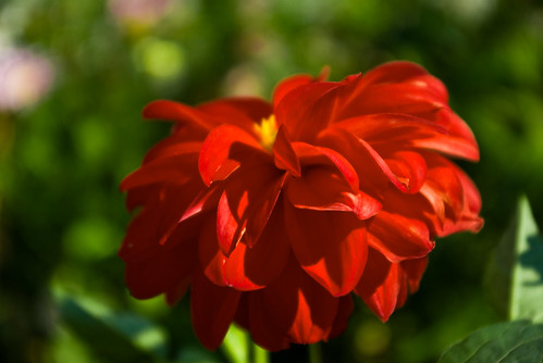 Lovely red flower