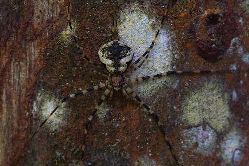 Two-tailed spider (Family Hersiliidae) @ Hutan Lipur Lentang - spider