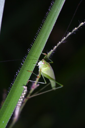 Grasshopper @ Awana,Genting