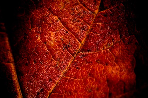 Red Leaf, Up Close and Personal