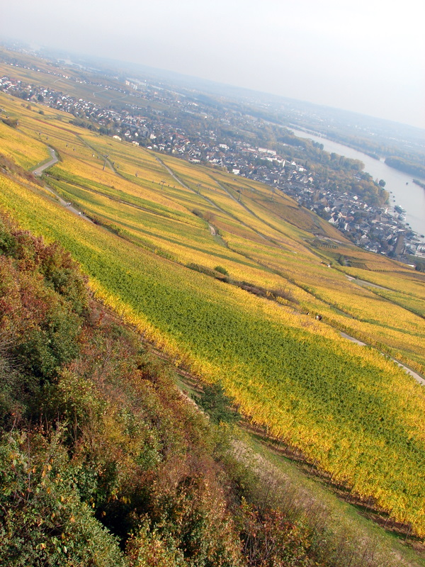 Rudesheim Vineyards mid-October