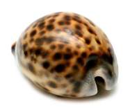 my tiger shell