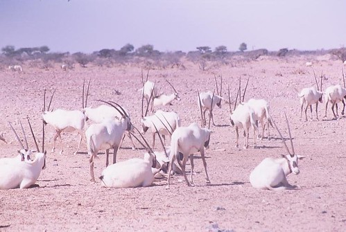 阿拉伯大角羚羊群。