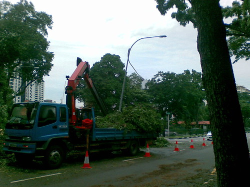 Fallen tree on Stevens Rd