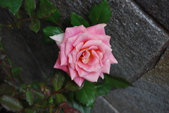 Rose No.1@my house garden