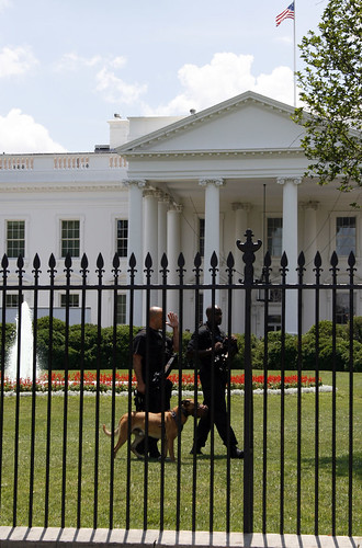 white house and dog