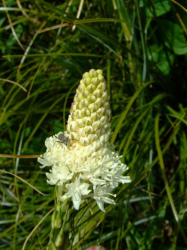 bear grass with cool bug