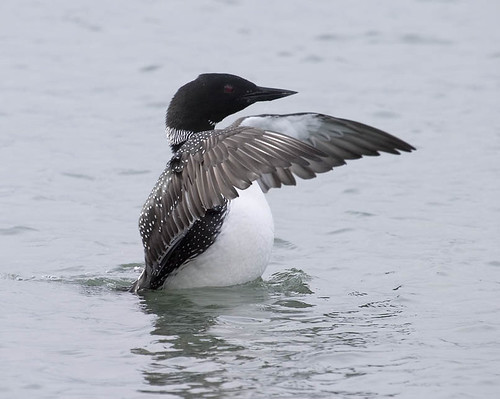 common loon in flight. Common Loon Flapping Wings