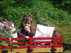 Testing out the apples in her wagon