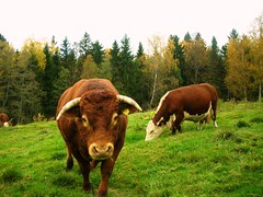 Autumn in Norway - Cattles #4