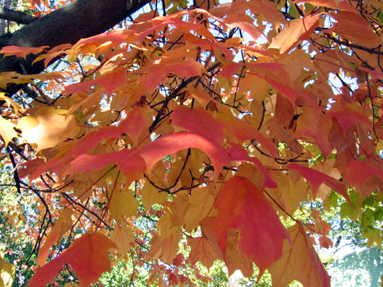 Fall Leaves (Click to enlarge)