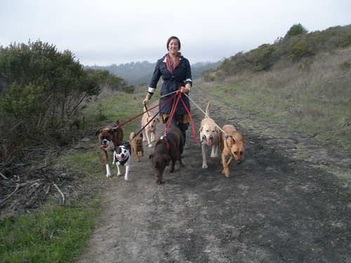 Kristen shows off the seven dogs we walked together in Tilden today.
