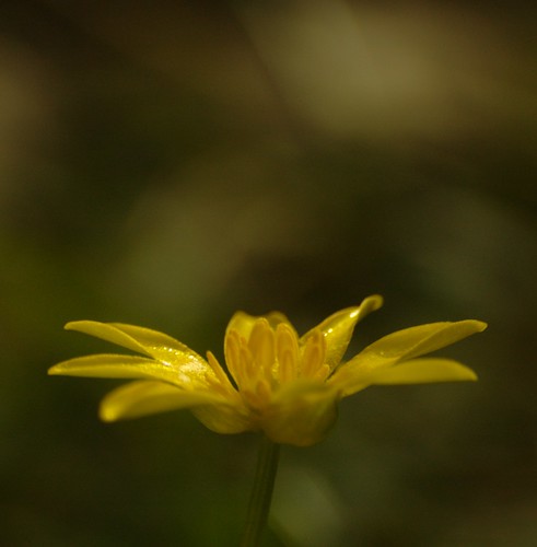 Ranunculus ficaria - Speenkruid, Lesser Celandine